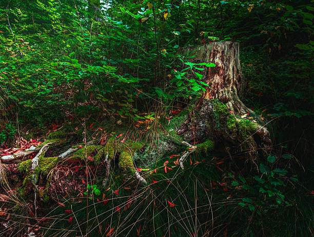 Detailed close up of an old tree stump overgrown with vibrant green moss and roots in a dark atmospheric forest setting. Moody mysterious nature background with rich colors and fallen autumn leaves.