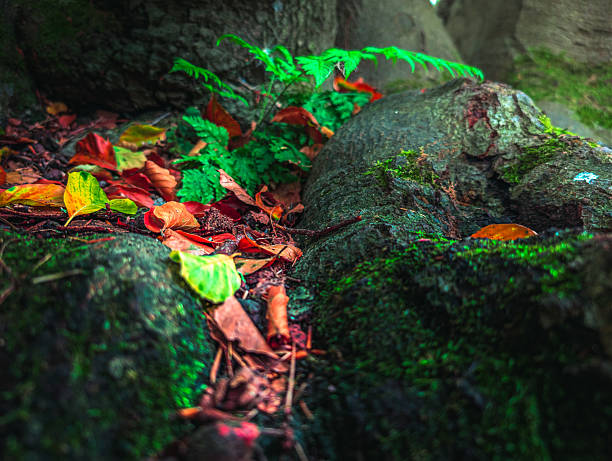 Close-up of autumn leaves and green moss on tree roots in a forest, showing vibrant colors and natural texture of the woodland floor.