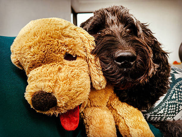 istock Chilling on the sofa with my friend 2242042678
