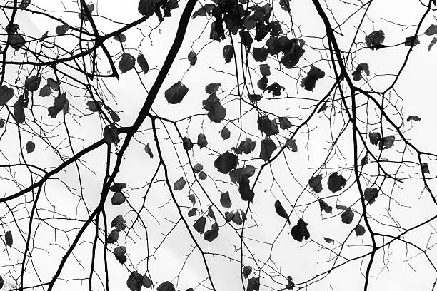 istock Lace of Nature 2242048252