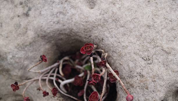 A small, resilient red and green succulent plant growing out of a crevice on a rough, light gray and white rock surface in bright natural light.
