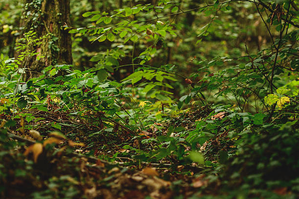 Lush green forest floor covered with fresh foliage, small plants, and fallen leaves, illuminated by natural light filtering through the trees