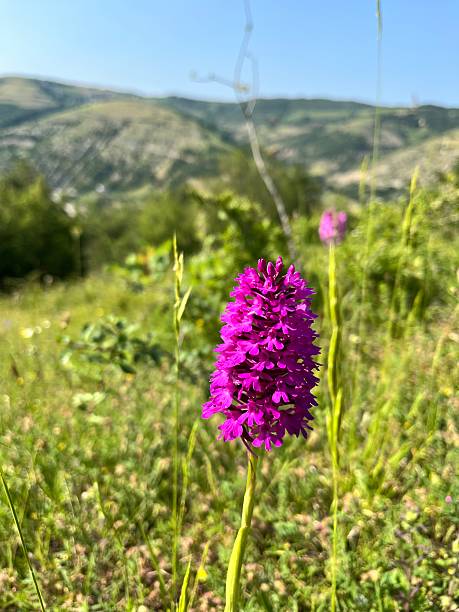 Pyramidal orchid flower known as pointed salep - Anacamptis pyramidalis