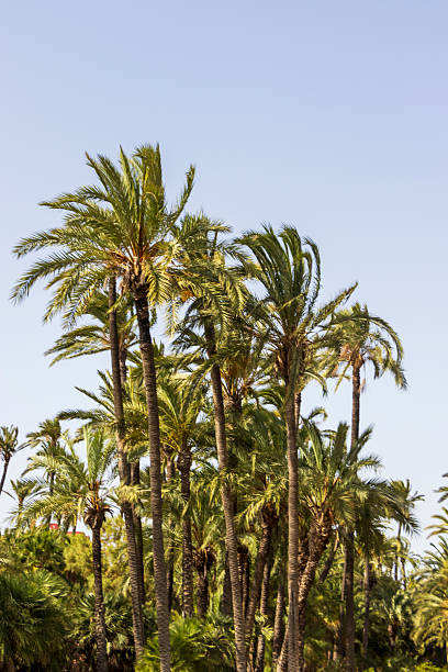 istock Palm trees reaching towards a clear blue sky, creating a tropical atmosphere. Ideal for a summer vibe in outdoor locations, evoking tranquility and vacation feelings. 2242050409