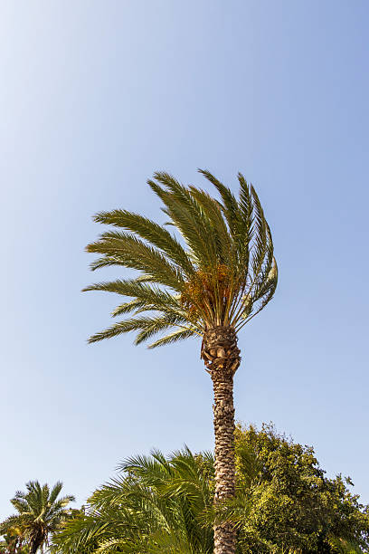 istock A tall palm tree swaying in the wind against a clear blue sky. The scene captures a tropical vibe, ideal for summer vacation themes or outdoor leisure. 2242050453