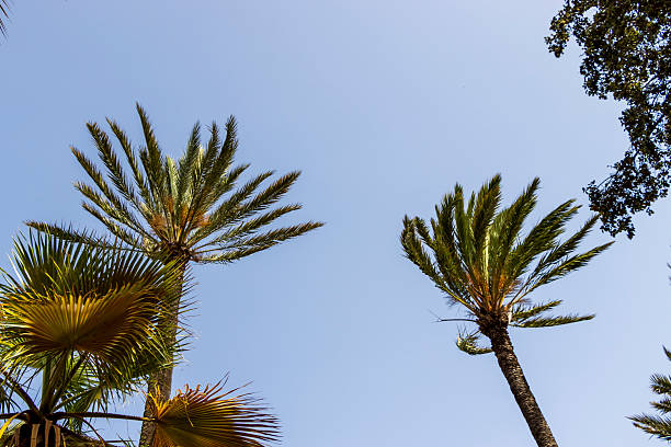 Tall palm trees reach towards a clear blue sky, creating a tranquil tropical atmosphere. Perfect for nature and vacation-themed projects, illustrating serenity and warmth.