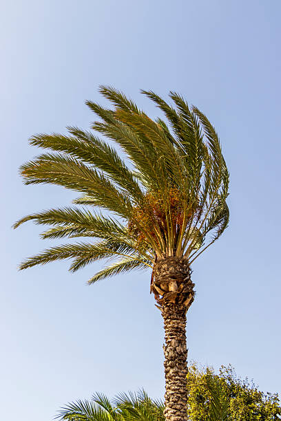 Tall palm tree swaying gently against a clear blue sky, conveying a serene tropical atmosphere; ideal for summer vacation, beach, or relaxation themes.