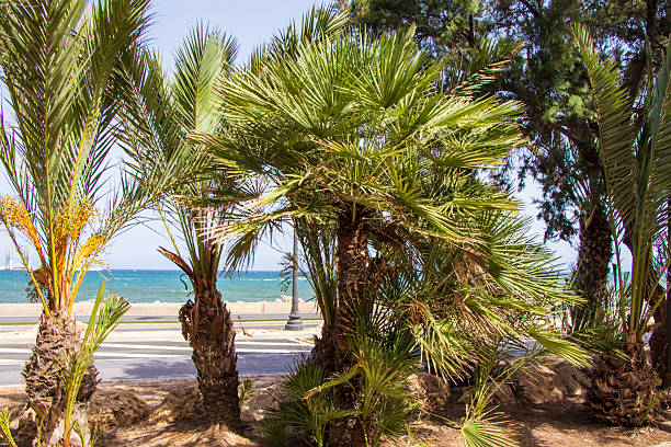 istock Vibrant tropical palms frame a sunny beach scene by the ocean, showcasing lush greenery against a clear blue sky, perfect for summer travel themes and coastal relaxation. 2242051628