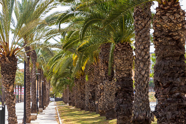 istock Lush palm trees line a sunny walkway, creating a tropical atmosphere. The scene captures the essence of leisure and relaxation, perfect for vacation-themed projects. 2242051629