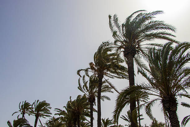 Tall palm trees silhouetted against a bright sky, creating a tropical atmosphere. The scene captures the essence of summer and relaxation, ideal for travel or leisure themes.