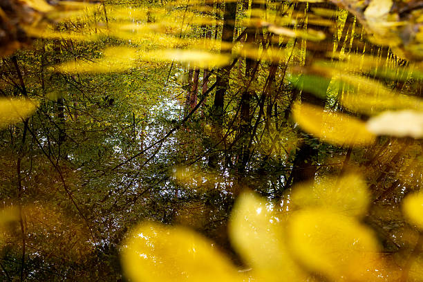Autumn Forest Mood. High quality 4k footage