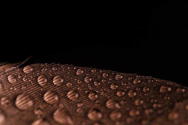 Natural abstract photography, bird feather textures