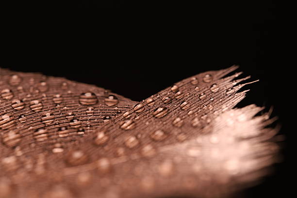 Natural abstract photography, bird feather textures