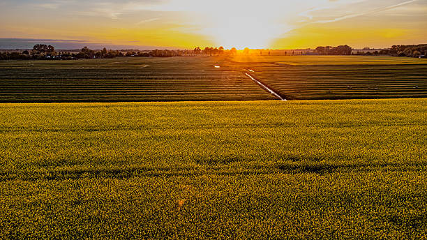 istock Yellow blooming rapeseed field at sunrise with sun rays through trees 2242052392