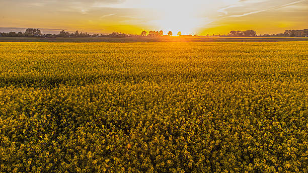 istock Yellow blooming rapeseed field at sunrise with sun rays through trees 2242052453