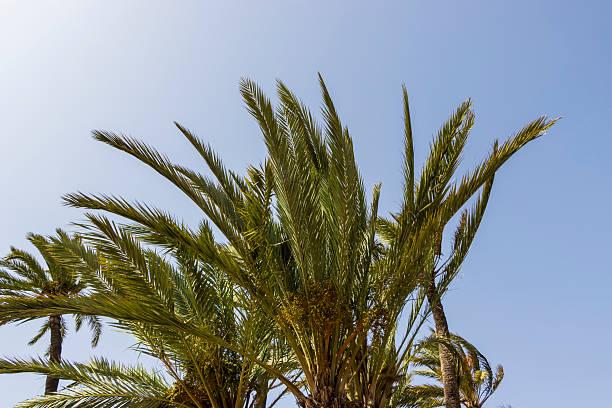 istock Palm trees swaying gently under a clear blue sky, creating a tropical atmosphere. Ideal for travel brochures, nature articles, and summer promotions. 2242052722