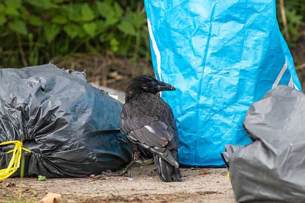 istock Carrion Crow Tears Open Garbage Bag in Residential Area 2242059893