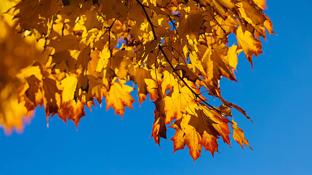 Yellow maple leaves against the blue sky background