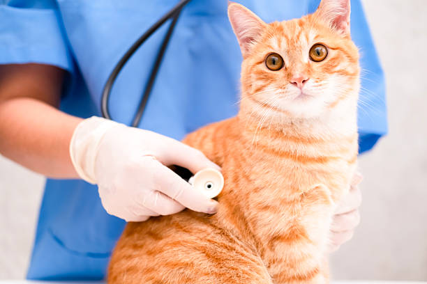 istock Veterinarian in blue suit with ginger cat 2242060210