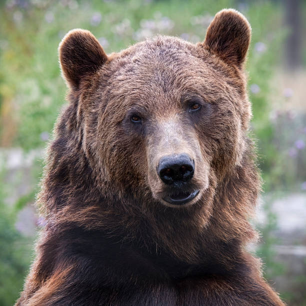 istock Close up portrait of a Brown Bear 2242060255