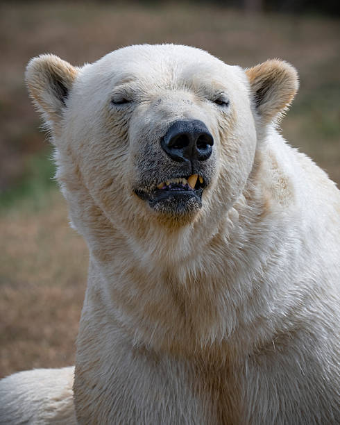 istock Polar Bear Close Up Portrait 2242060291