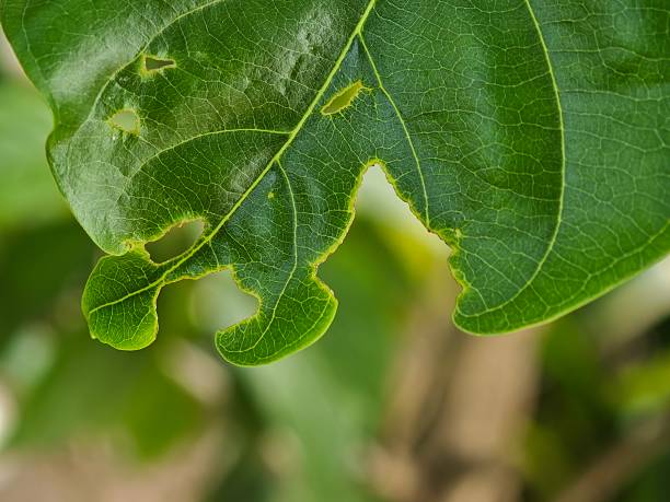 Close-up of a green leaf displaying intricate textures and natural patterns.