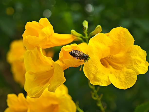 Yellow flowers with a bee collecting nectar in a vibrant natural setting.