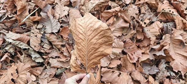 A single dry leaf held above a bed of fallen leaves in an autumn setting.