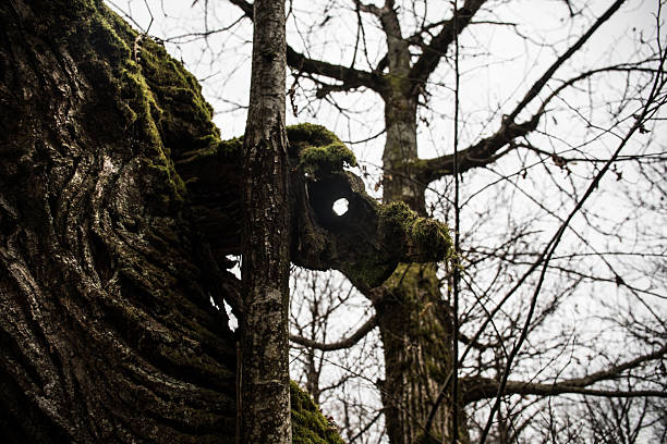 tree with moss on roots in a green forest or moss on tree trunk. Tree bark with green moss. Azerbaijan nature. Selective focus.