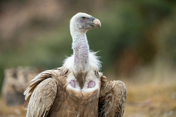 istock Griffon vulture (Gyps fulvus) photographed in Spain 2242063320