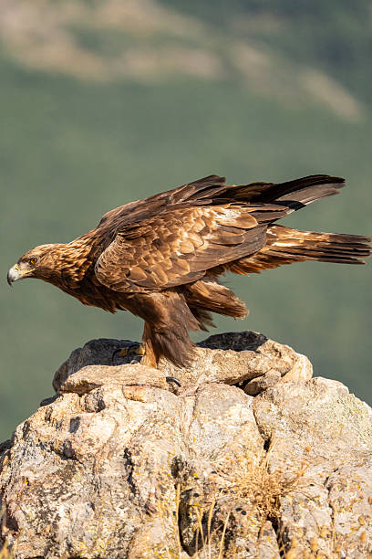 istock Golden eagle (Aquila chrysaetos) photographed in Spain 2242063385