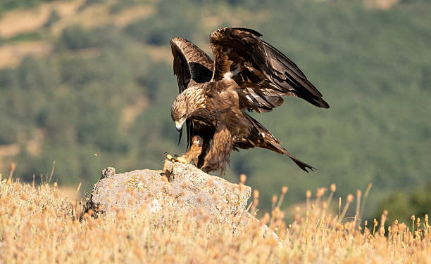 istock Golden eagle (Aquila chrysaetos) photographed in Spain 2242063484