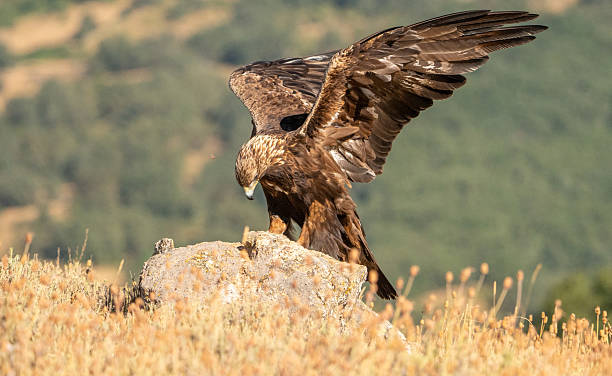 istock Golden eagle (Aquila chrysaetos) photographed in Spain 2242063485