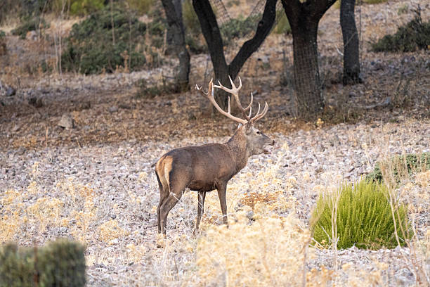 istock Red deer (Cervus elaphus) photographed in Spain 2242064328
