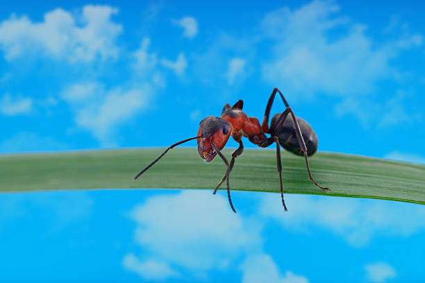 Close-up of a red wood ant standing on a green leaf with blue sky and clouds in the background, macro nature photography