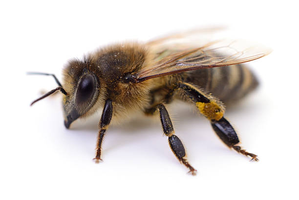 istock Honey bee close-up isolated on white 2242066031