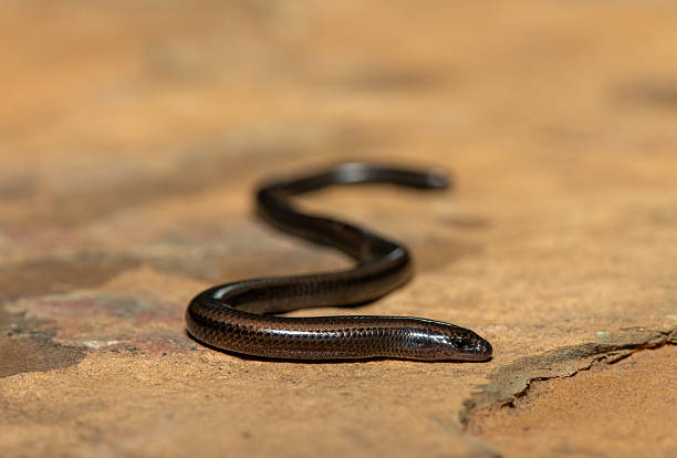 istock Mozambique Dwarf Burrowing Skink (Scelotes mossambicus) 2242068370