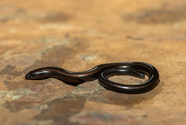 istock Mozambique Dwarf Burrowing Skink (Scelotes mossambicus) 2242068372