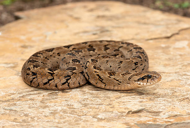 istock A beautiful rhombic night adder (Causus rhombeatus), also called a common night adder 2242069140