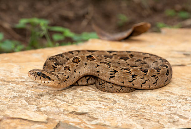 istock A beautiful rhombic night adder (Causus rhombeatus), also called a common night adder 2242069175