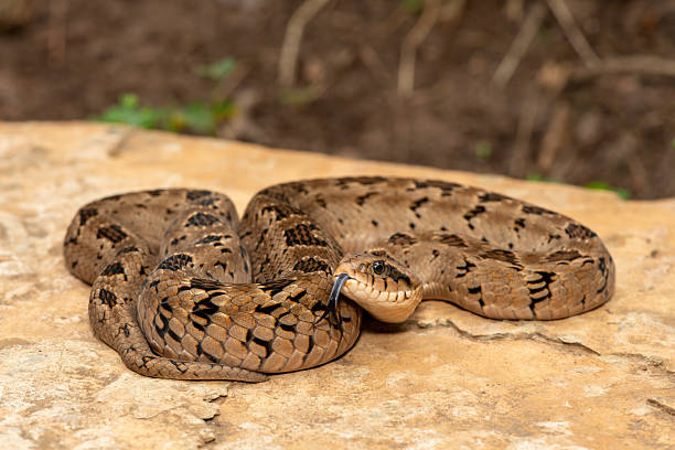 istock A beautiful rhombic night adder (Causus rhombeatus), also called a common night adder 2242069900