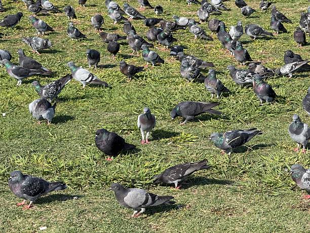 istock Large flock of pigeons on green grass 2242069969