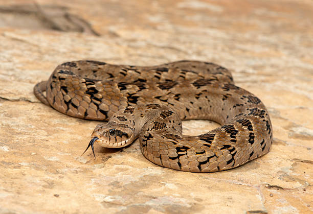 istock A beautiful rhombic night adder (Causus rhombeatus), also called a common night adder 2242070008