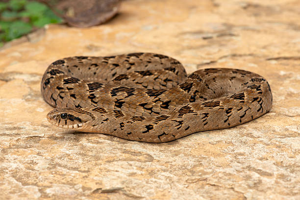 istock A beautiful rhombic night adder (Causus rhombeatus), also called a common night adder 2242070267