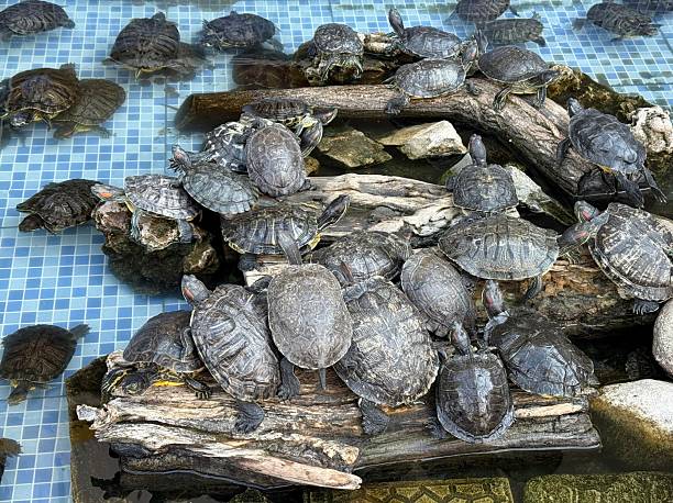 istock Group of red-eared slider turtles 2242070468