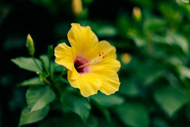 Yellow hibiscus flower.