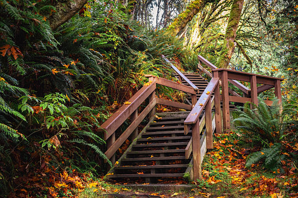Woodland area located at French Beach Provincial Park in early Autumn.