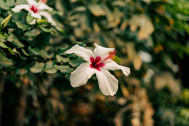 A delicate white hibiscus flower with a vivid red center stands out against a lush green background. Captured in warm natural light with a shallow depth of field, the composition highlights the flower’s soft texture and organic form. The image conveys balance, calm, and natural beauty grounded in realism.