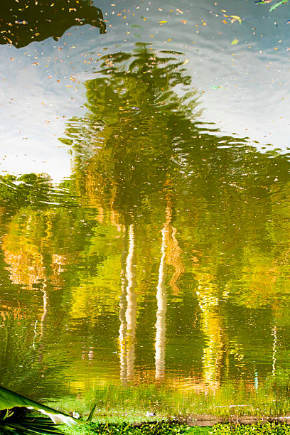 istock Pause for reflection - The reflection of trees in a reflecting pool creates an inverted and slightly distorted image. 2242074661