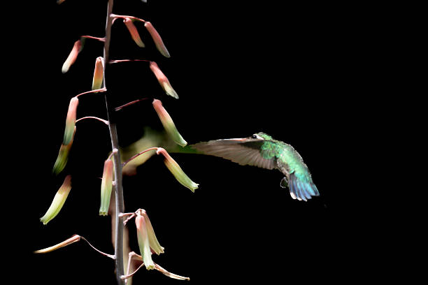 A wild colibrí hovers mid-air beside a pink bloom in natural light, wings blurred in motion, captured in a home garden